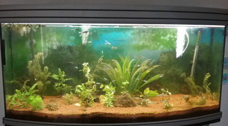 aquarium Aquarium communautaire 240litres brut