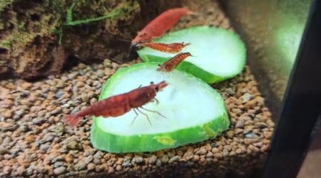 21/05/2021 - Concombre au menu