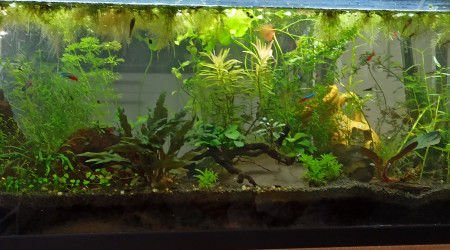 Voilà la bonne photo, après taille de la jungle aujourd'hui :) (mon téléphone me joue des tours)