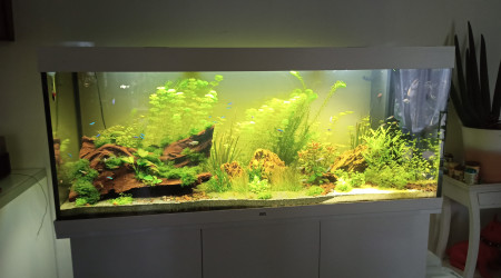 aquarium juwel 450