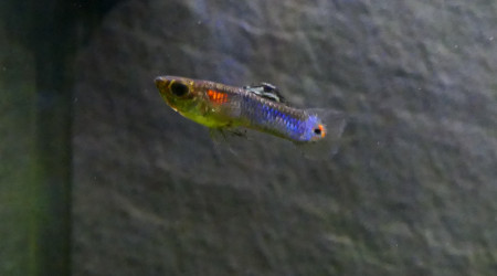 Guppy endler