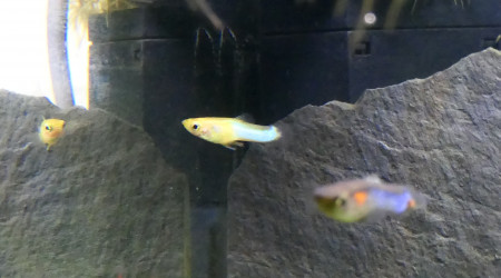 Guppy endler