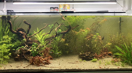 Évolution du 300L avant l’arrivé des corydoras Julii