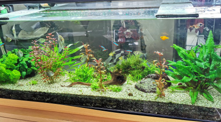 aquarium mon bac