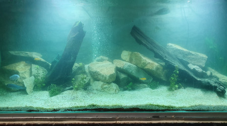 aquarium Cichlidés américains
