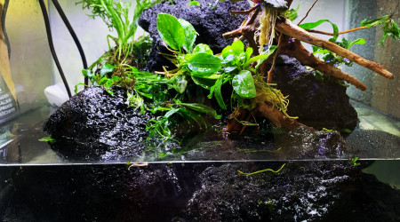 aquarium Ile aux crabes