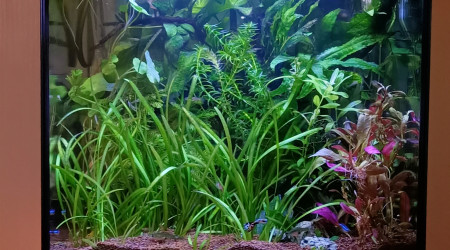 aquarium askoll 50l