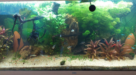 aquarium amazonien