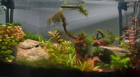 aquarium Aqua100L