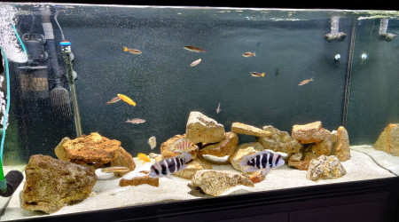 aquarium Tanganyika - 700 L