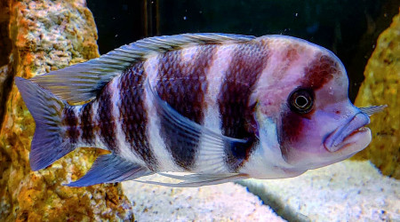 Cyphotilapia Frontosa "Bulu Point"