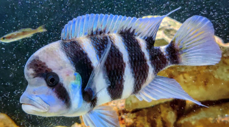 Cyphotilapia Frontosa "Bulu Point"