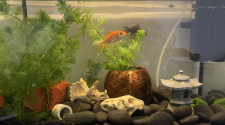 Aquarium 20L à la maison
