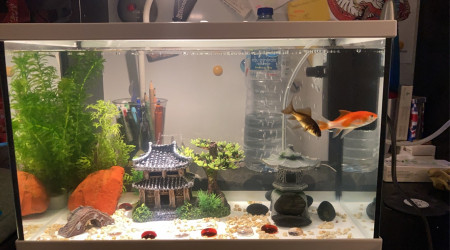 Bienvenue April et Fool