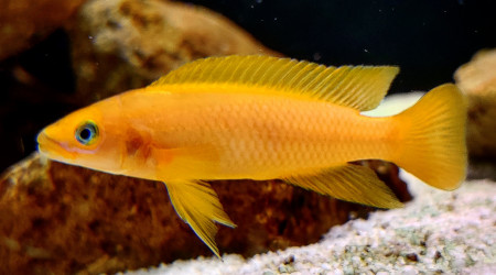 Neolamprologus Leleupi "Karilani"