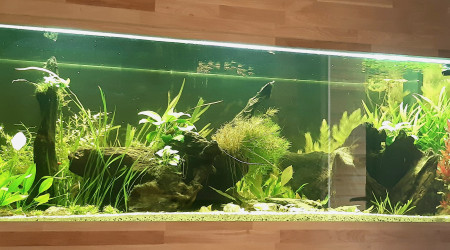 Nabuchodonosore : 2 nouveaux venus