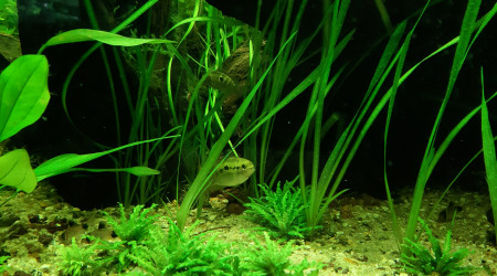 Nabuchodonosore : 2 nouveaux venus