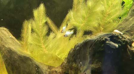 Nabuchodonosore : 2 nouveaux venus