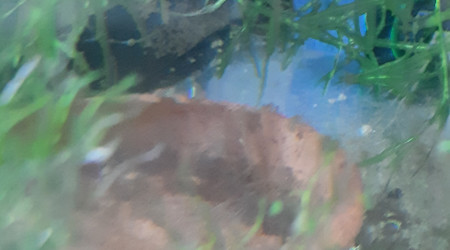 Bac hopital : 3ème ponte