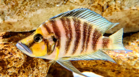 Altolamprologus Compressiceps "Gold Head"