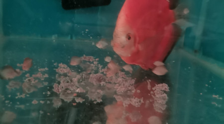 aquarium Bac de reproduction discus