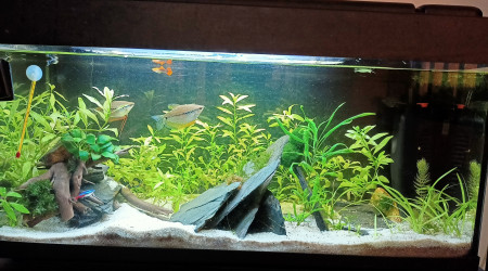 aquarium 100L