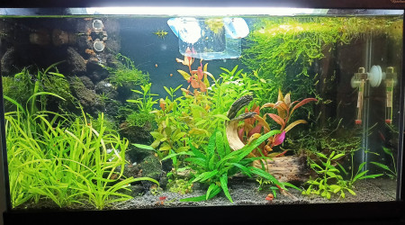 aquarium 60L