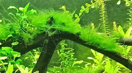 Filamenteuses vertes