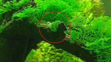 Filamenteuses vertes