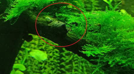 Filamenteuses vertes