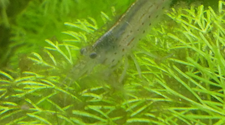 Arrivée des crevettes