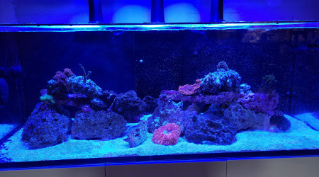 aquarium Reef