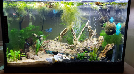 aquarium 30 gallon