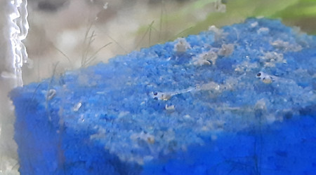 Bac hopital : 3ème ponte... il y a de la vie !