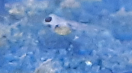 Bac hopital : 3ème ponte... il y a de la vie !