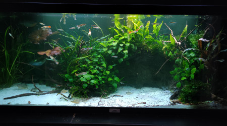 Traitement bleu de Méthylène