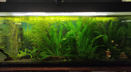 aquarium Communautaire 240L