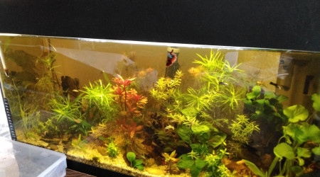 aquarium 100l