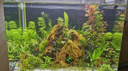 20l après la coupe + bucephalandres en place !)