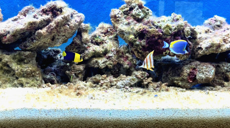 1 er arrivage poisson