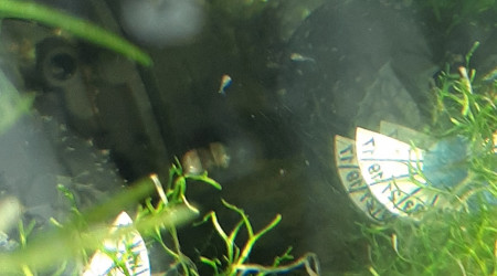 Bac hopital : 3ème ponte... ça nage librement...