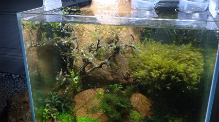 C est parti pour 2eme pin fissidens