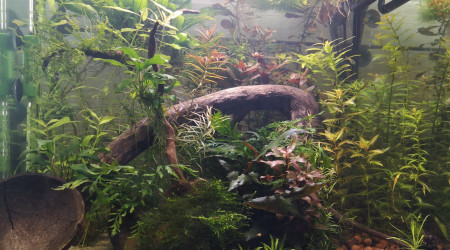 aquarium Ma Fée