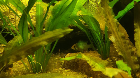 Nabuchodonosore : les ramirezi blue électrique pondent