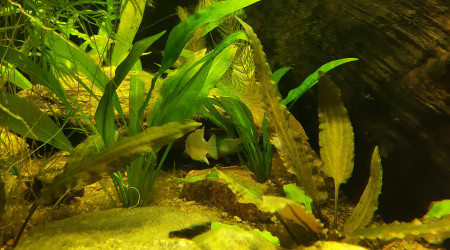 Nabuchodonosore : les ramirezi blue électrique pondent