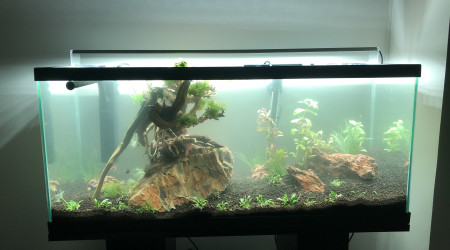 aquarium Aquascaping  74L