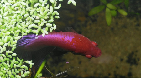 Aki attend le p'tit dej