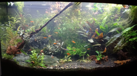 Dans la jungle, terrible jungle