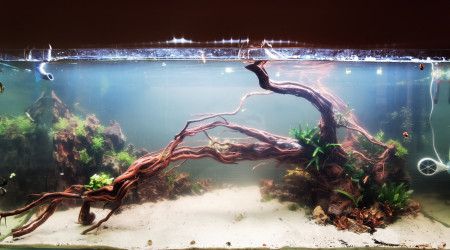 aquarium 300 L