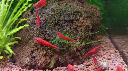 C'est l'heure du repas !